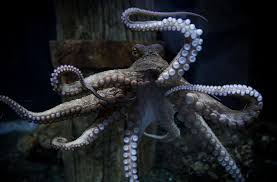 World Octopus Wrestling Champions